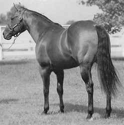 DOC O'LENA! He is the great grandsire of Lena Goes Hollywood!
