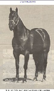 DOC'S HICKORY! Outstanding Producer - Cookie's great grandsire!
