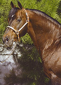DOC'S HICKORY! Legendary Producer - Cookie's great grandsire!