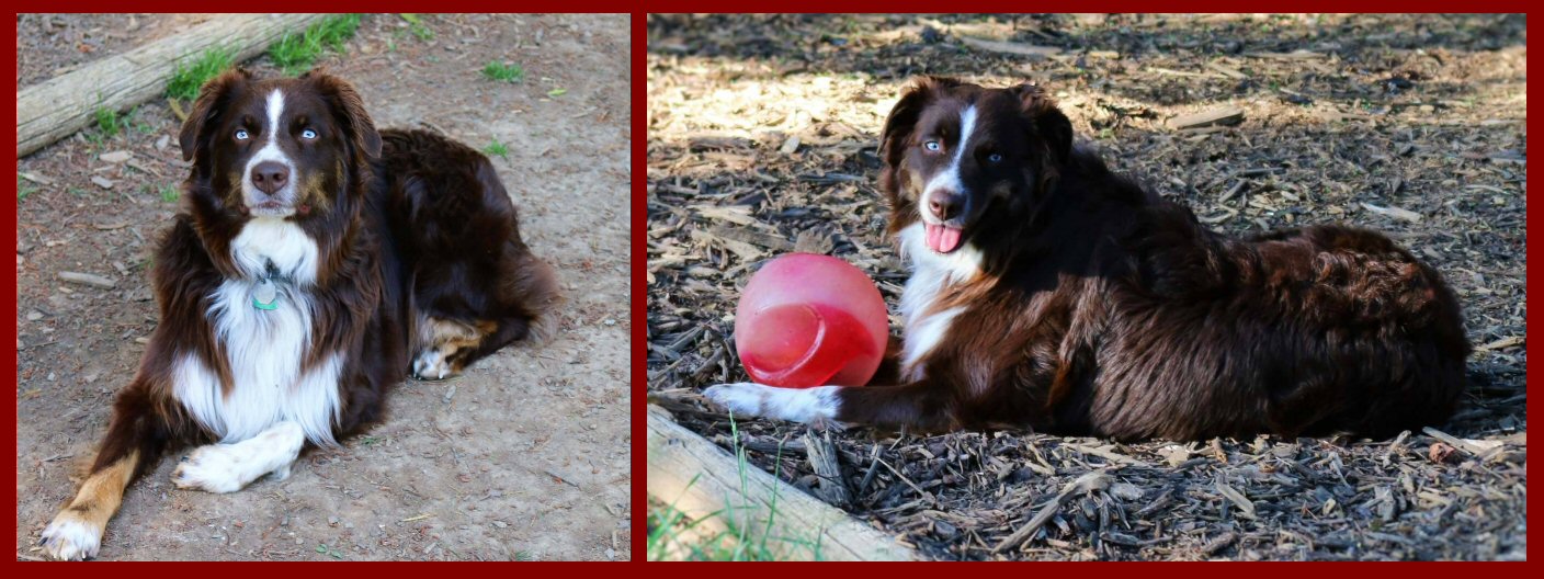 AKC/ASCA FREESTYLE'S REVN UP MY REDNECK DODGE!