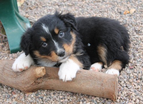BLACK TRI MALE