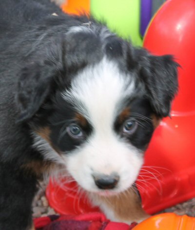 BLACK TRI MALE