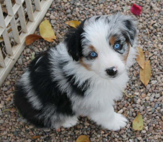 BLUE MERLE FEMALE!
