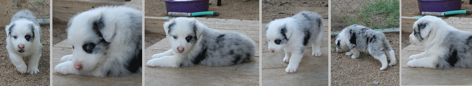 BLUE MERLE FEMALE!