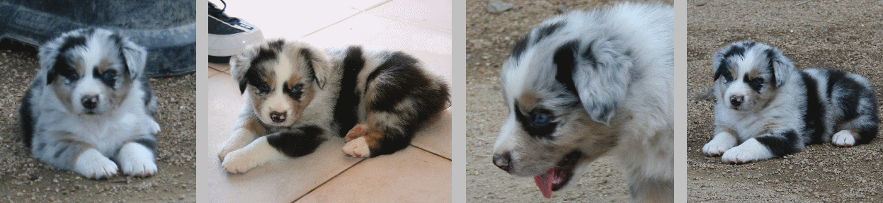 BLUE MERLE MALE 