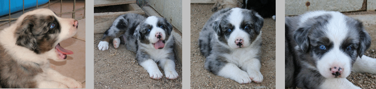 BLUE MERLE MALE 