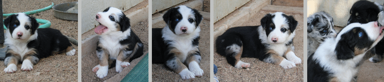 BLUE MERLE FEMALE!