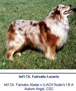 INTERNATIONAL CHAMPION FAIROAKS LAZARIO full sibling to Darra's paternal granddam R Valley Crystal Clear Zima!