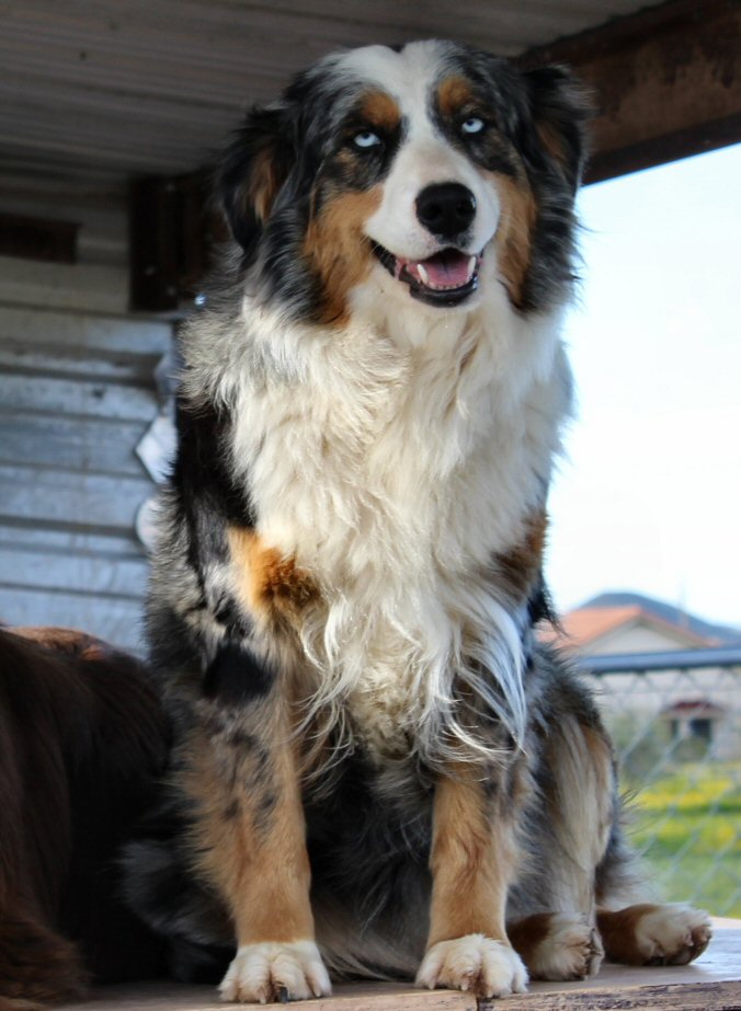 steel n diamonds australian shepherds