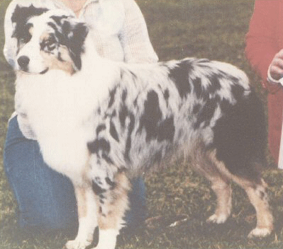 CHAMPION TRI-IVORY ROQUEFORT OF HIGGINS (HOF sire #36)