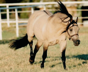 HOLLYWOOD DUN IT!  He is the grandsire of DOC DUN IT HOLLYWOOD and a 4 million dollar reining sire!