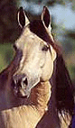 HOLLYWOOD DUN IT!  He is the grandsire of DOC DUN IT HOLLYWOOD and 4 million dollar reining sire!