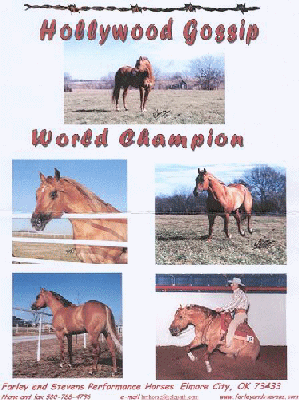 No Gossip on Sundae's SIRE IBHA Open World Champion reiner Hollywood Gossip!