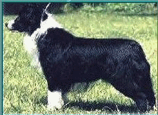 Oz's sire FAIROAKS JAGULAR