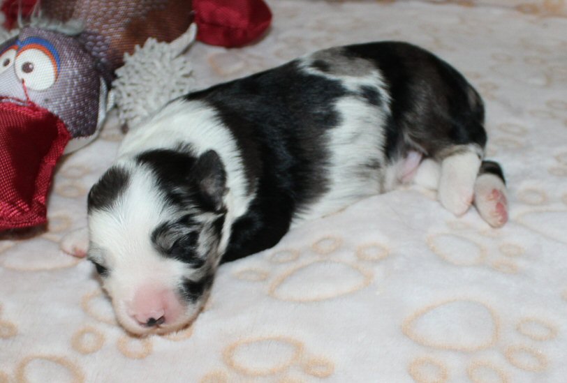  BLUE MERLE MALE! 