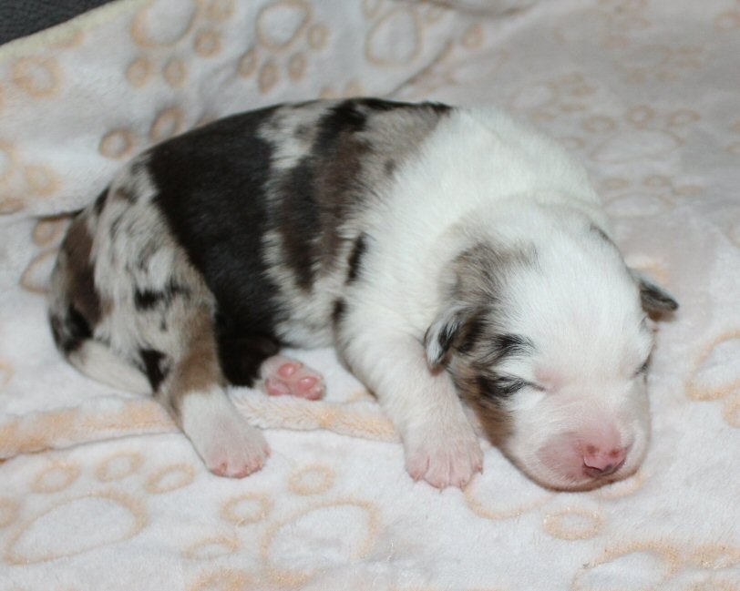  RED MERLE MALE! 