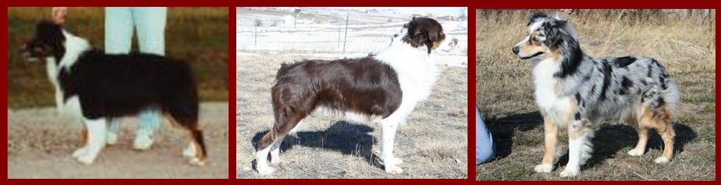 Colorado's Hicountry Boonedox, Crown Point Ace of Heart and Merimark's Imprint Siouxsanna