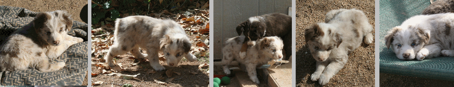 RED MERLE FEMALE 
