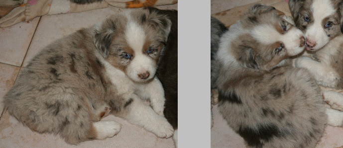 RED MERLE FEMALE 