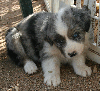 BLUE MERLE MALE 