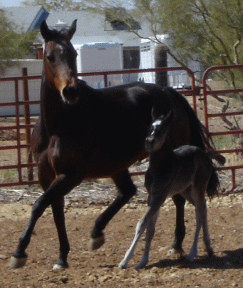 Lena with her black 2006 filly!