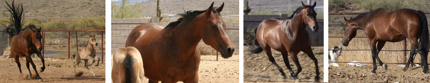 AQHA/NFQHA Lena Goes Hollywood!