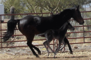 Lena with her black 2006 filly!