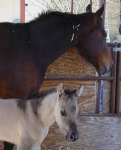 Lena with her buckskin 2005 colt!