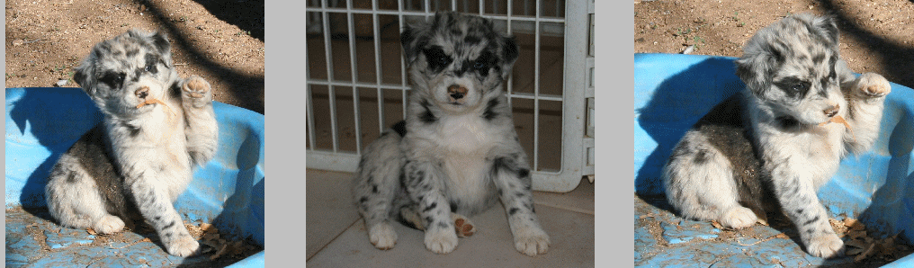 BLUE MERLE FEMALE 