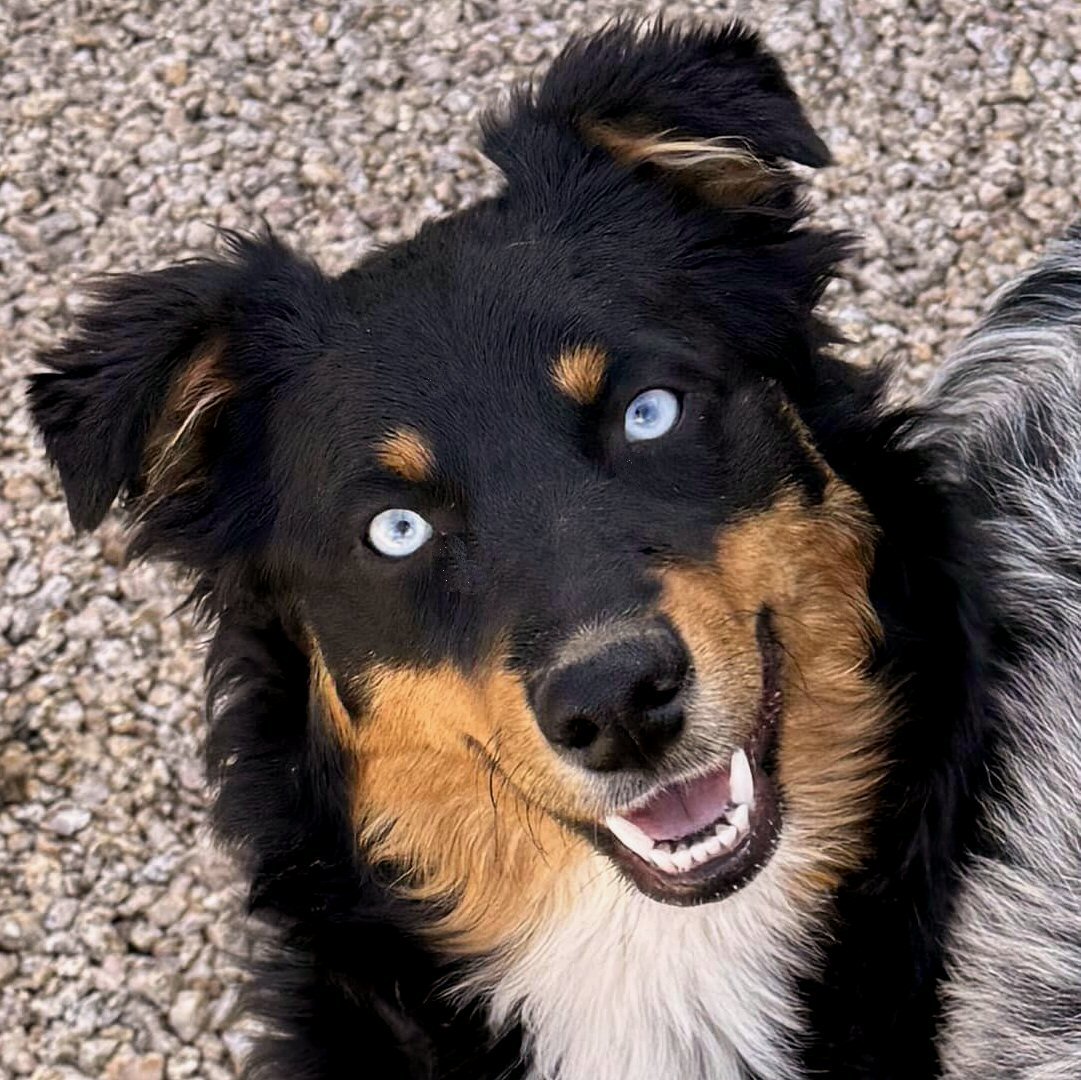 CLICK HERE TO SEE MORE PICS OF ASCA/AKC registered female: 4FEATHERS MISTRESS ROCKIN' LITA