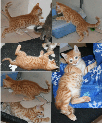Orange Spotted male (how amazing is that!) - $150  **SOLD** 
