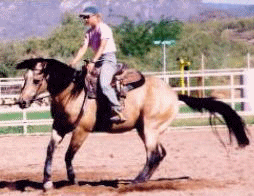 DOCS GOLD GUARANTEE's Sire RMR Docs Gold King!