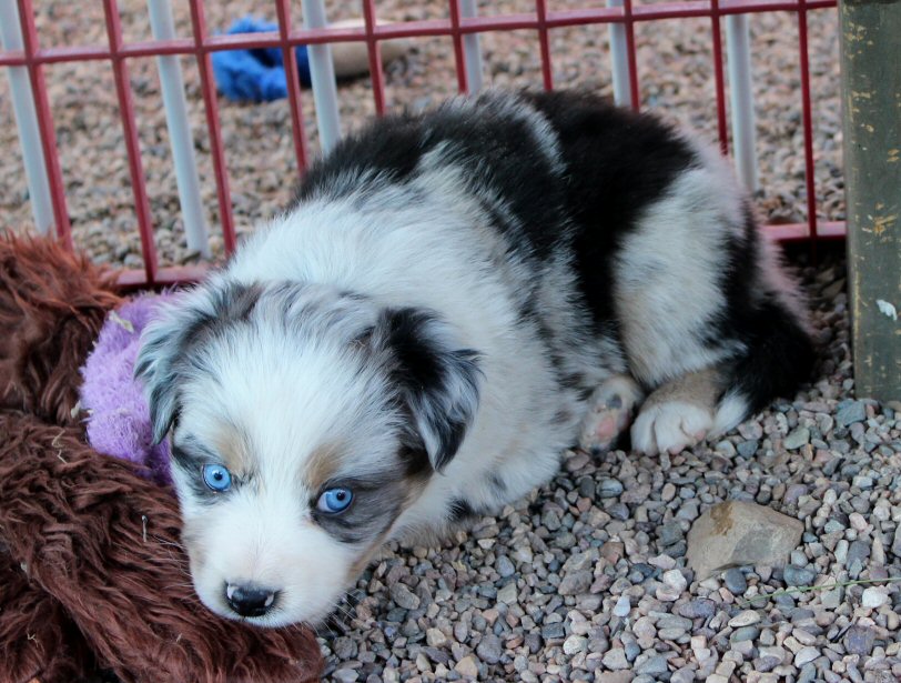  BLUE MERLE FEMALE! 