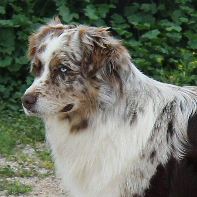 AKC/ASCA FAIROCKIN MASERATI STYLE