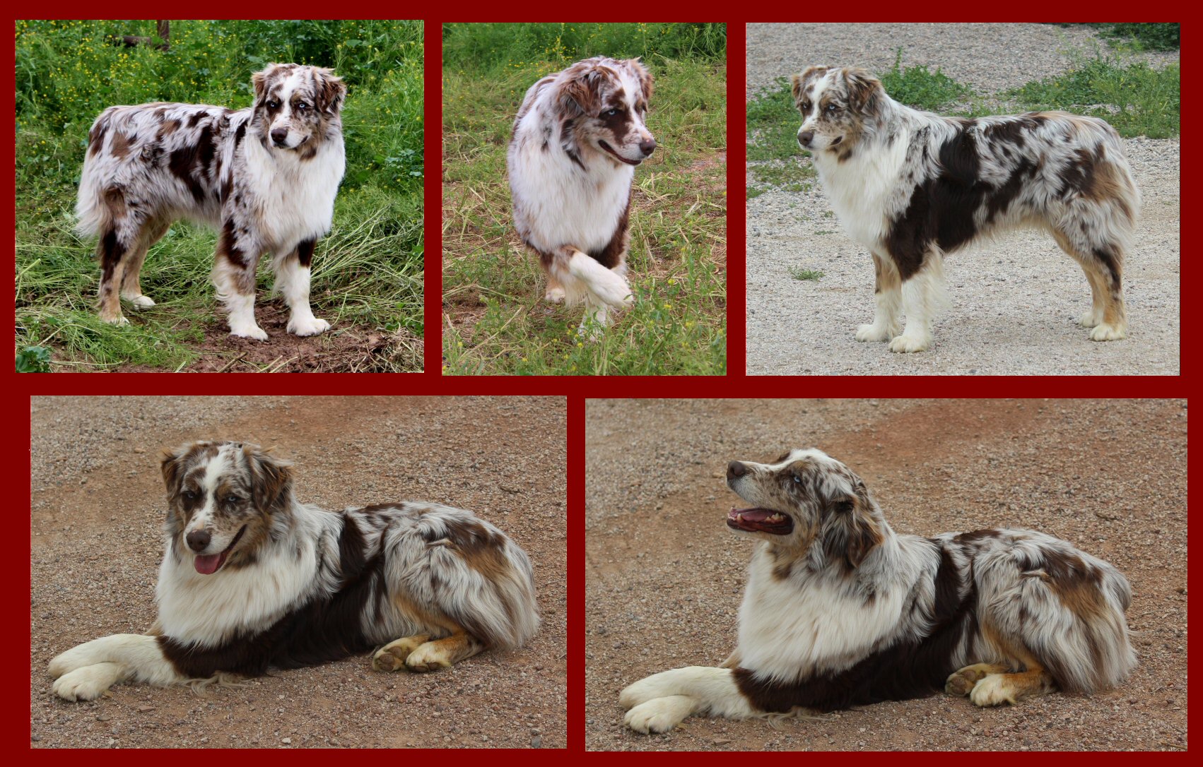 FAIROCKIN MASERATI STYLE