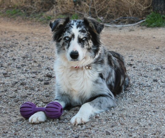 steel n diamonds australian shepherds