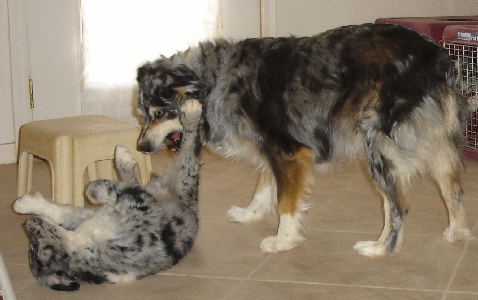 OZ AS A PUPPY PLAYING WITH HIS TITLED DAM!