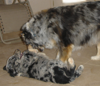 OZ AS A PUPPY PLAYING WITH HIS TITLED DAM!