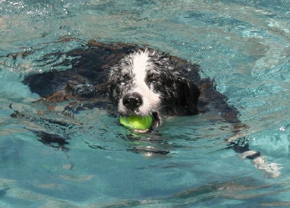 WILDWEST WIZARD OF FAIROAK loves water! 