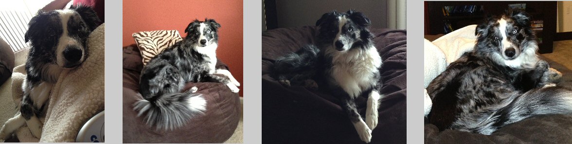 RYLA AND OZ PUP: Aurora! The first Rockin' Diamond T pup out there with a tail!