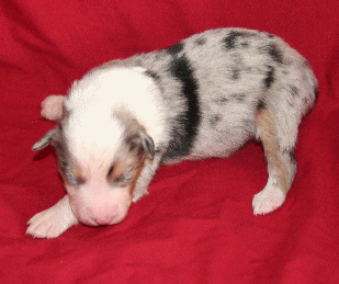 BLUE MERLE MALE