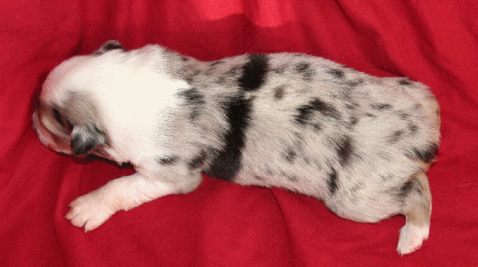 BLUE MERLE MALE