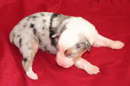 BLUE MERLE MALE
