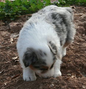 BLUE MERLE MALE