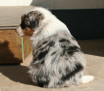 BLUE MERLE MALE