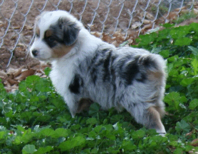 BLUE MERLE MALE