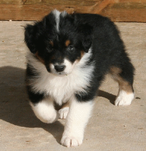 BLACK TRI-COLORED MALE 