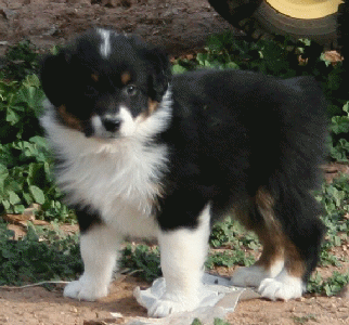 BLACK TRI-COLORED MALE 