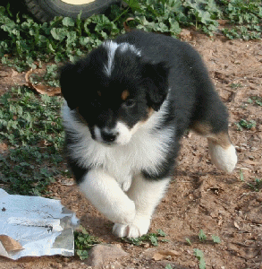 BLACK TRI-COLORED MALE 