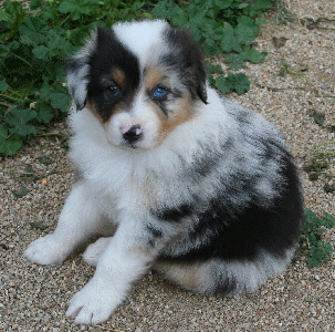 BLUE MERLE MALE - Dose